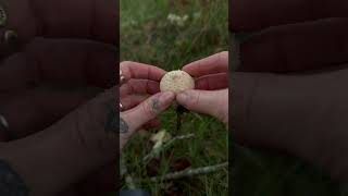 Common puffball mushroom  fungi mushrooms foraging shorts [upl. by Aissilem110]