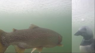 Common Loon attacks Rainbow Trout [upl. by Dilly]