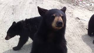 3 friendly bear cubs looking for lunch [upl. by Oiramad]