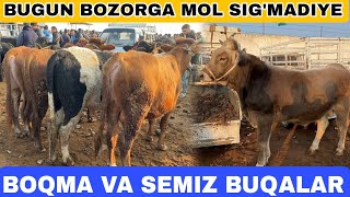 BUGUN BOZORDI MOL BOSDI SAVDOYAM YAXSHI BOLDI LEKIN ZANG MOLBOZOR BOQMA BUQALAR [upl. by Tivad556]