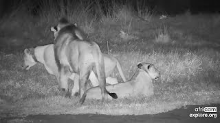 Lions Start ot a mating session part2 Tembe Jan 21 2023 night exploreorg [upl. by Piderit]