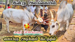 கரூர் வெள்ளை வந்துருச்சே🔥 என்றும் நாயகன் 😍 Pattavanjallikattu [upl. by Hannad]