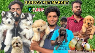 Cheapest Pet Market  Chennai Kozhi Market  Rare Pets  Imported Dog Puppies  Sunday Market [upl. by Neeoma]