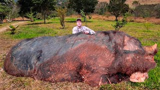 O MAIOR E MAIS TERRÍVEL JAVALI JÁ CAPTURADO EM FAZENDA [upl. by Sheba]