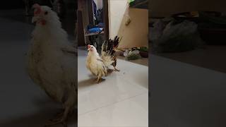 Amazing rooster sound japanesebantom sound chicken [upl. by Ahsya72]