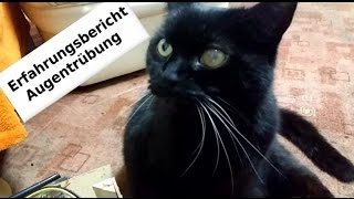 Augentrübung bei Katze Erfahrungsbericht GNM 5BN [upl. by Plusch]