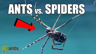 Fire Ants vs Giant Spiders [upl. by Wood]