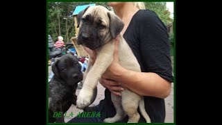 Dogo Presa Canario Welpen Pups for sale zu verkaufen [upl. by Gerg483]