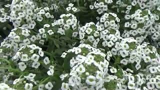 Lobelia White Stream Lobularia Alyssum [upl. by Ardnuassak]