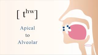 tʰʷ  unvoiced aspirated labialized apical alveolar stop [upl. by Aij]