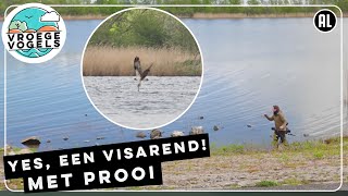 Eindelijk een jagende visarend op beeld  TV  Vroege Vogels [upl. by Renate420]