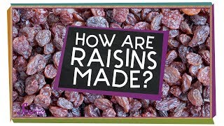 How Are Raisins Made [upl. by Eural]