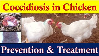 Coccidiosis in Chickens  Coccidiosis Symptoms Prevention amp Treatment  How to Identify Coccidiosis [upl. by Fulcher]