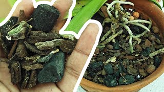 Repotting a damaged orchid  Watering Orchids  Petal Paradise [upl. by Ecinahc]