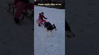 Husky Max pulls the sled in the snow shorts huskylife [upl. by Dylane]