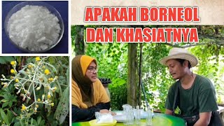 BORNEOL  PERBEZAANNYA DENGAN CAMPHOR DAN MENTHOL APAKAH KHASIATNYA DALAM MINYAK ANGIN PART 1 [upl. by Goody]