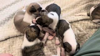 Harper X Denver whippet puppies week 3 [upl. by Asert24]