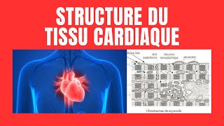 Quelle est la structure du myocarde [upl. by Hutt]