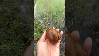 Beautiful view at Morning  Catching snails naturalvideo naturevideos lakeview [upl. by Ellesij]