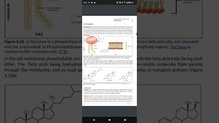 30 BANDIT  AMINO ACID STRUCTURE amp PHOSPHOLIPIDS [upl. by Curcio]