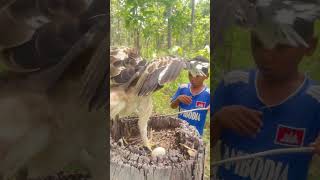 A Younger Boy Plays With Eagle To Stand On A Stump Tree part 02 wildeagle wildlife wildbirds [upl. by Leftwich]