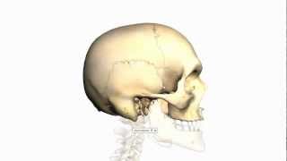 Skull Tutorial 3  Sutures of the skull  Anatomy Tutorial [upl. by Lyris]