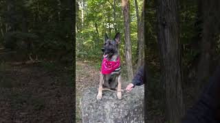 Luna GSD Training in the Woods 🐶🐾 dogtraining germanshepherd dogshorts schutzhund gsdlovers [upl. by Ycnan833]