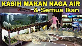 kasih makan semua ikan predator dan ikan hias lainnya di semua aquarium [upl. by Hras]