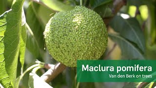 Maclura pomifera  Van den Berk on Trees [upl. by Diad]