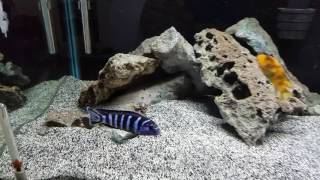 40 gallon African mbuna tank [upl. by Emlyn]