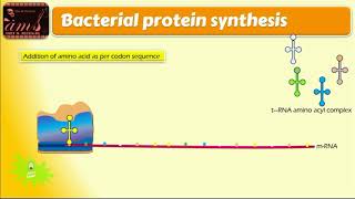 mechanism of action of streptomycin [upl. by Lebiram840]