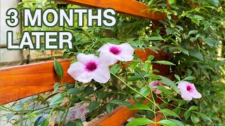 Privacy Trellis Planter  3 Months Later Update  Private Patio  Part 3 [upl. by Dory676]