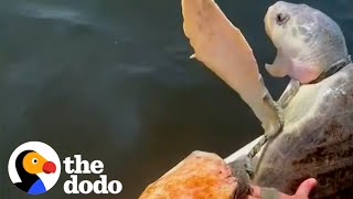 Family Works Together To Rescue Suffocating Turtle  The Dodo [upl. by Llig]