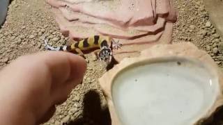 Leopard Gecko Baby bites [upl. by Orihakat28]