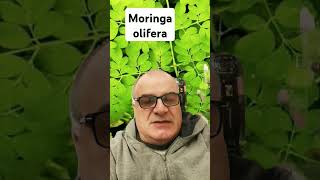 Moringa olifera [upl. by Pang]