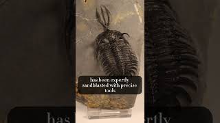 A Trilobite With A Trident fossil fossils trilobite paleontology dinosaur [upl. by Oranneg838]