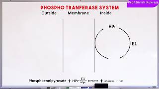 Micro30 Group Translocation of Sugars  The Phosphotransferase System  Membrane Transport shorts [upl. by Ahcarb]