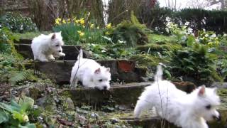 Puppy Playtime  Westie pups have fun in the garden [upl. by Savvas]