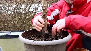 Horse Chestnut Bonsai April 2015 [upl. by Suanne]