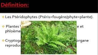 Biologie végétale les ptéridophytes botanique [upl. by Handy505]