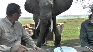 Zimbabwe Bull Elephant Crashes Into Tourists at Mana Pools [upl. by Nue]