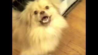 Tibetan Spaniel Barking to Sounds [upl. by Ssor]