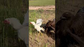 Amazing speed and flexible skill Eagle hunt their prey amazing eagle [upl. by Ullund]