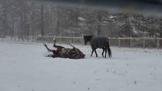 Horses Playing in the Snow [upl. by Annaitsirhc847]