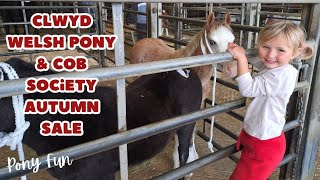 Clwyd Welsh Pony amp Cob Society Autumn Sale  Pony Fun [upl. by Delfine]