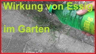 So wirkt Essig im Garten auf Unkraut Das passiert wenn du im Garten Essig benutzt [upl. by Nomyt]