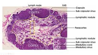 Lymphoid tissue  Histology lymph node spleen thymus tonsil [upl. by Pauline]