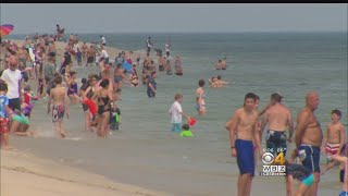 Beachgoers On Alert After Shark Attack Off Cape Cod [upl. by Atteloc]