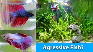 How to choose the PERFECT Betta for a community tank I Betta Fish Help [upl. by Jt]