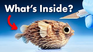 Whats Inside a Pufferfish [upl. by Naitsyrk]